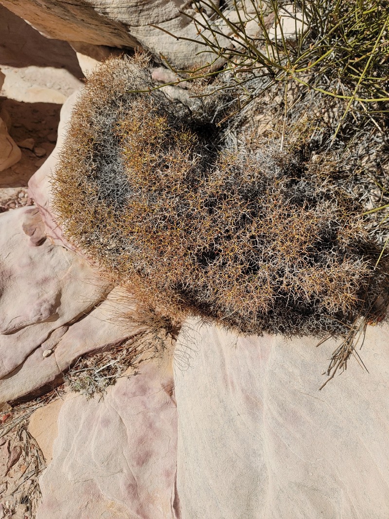 Eriogonum heermannii var. sulcatum photo 3