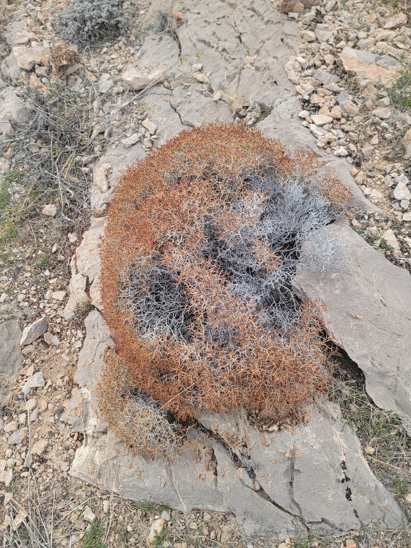 Eriogonum heermannii var. sulcatum photo 4