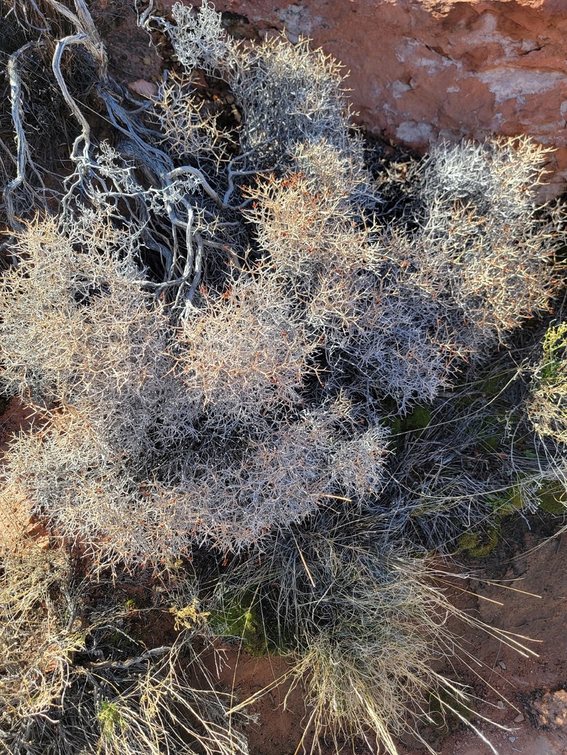 Eriogonum heermannii var. sulcatum photo 5