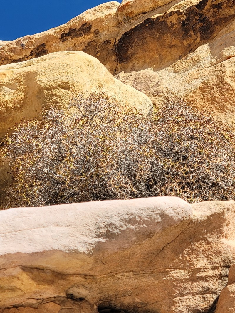 Eriogonum heermannii var. sulcatum photo 6