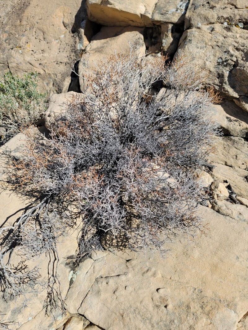 Eriogonum heermannii var. sulcatum photo 7