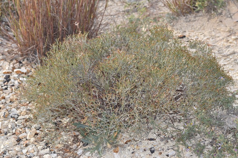 Spreading Buckwheat
