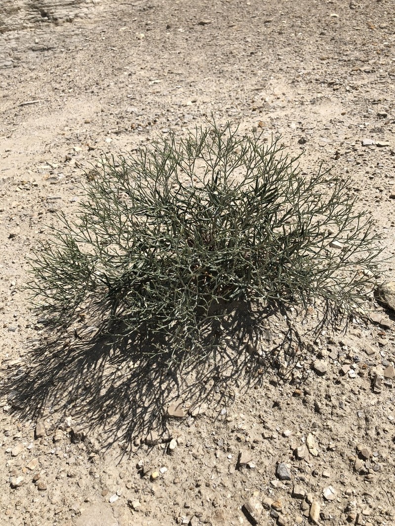Spreading Buckwheat photo 2