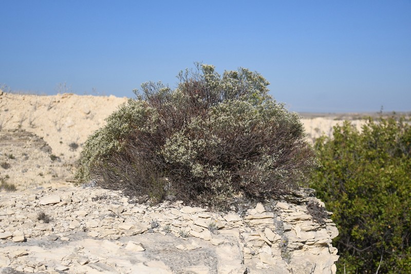 Spreading Buckwheat photo 4