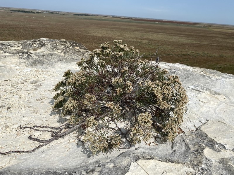 Spreading Buckwheat photo 5