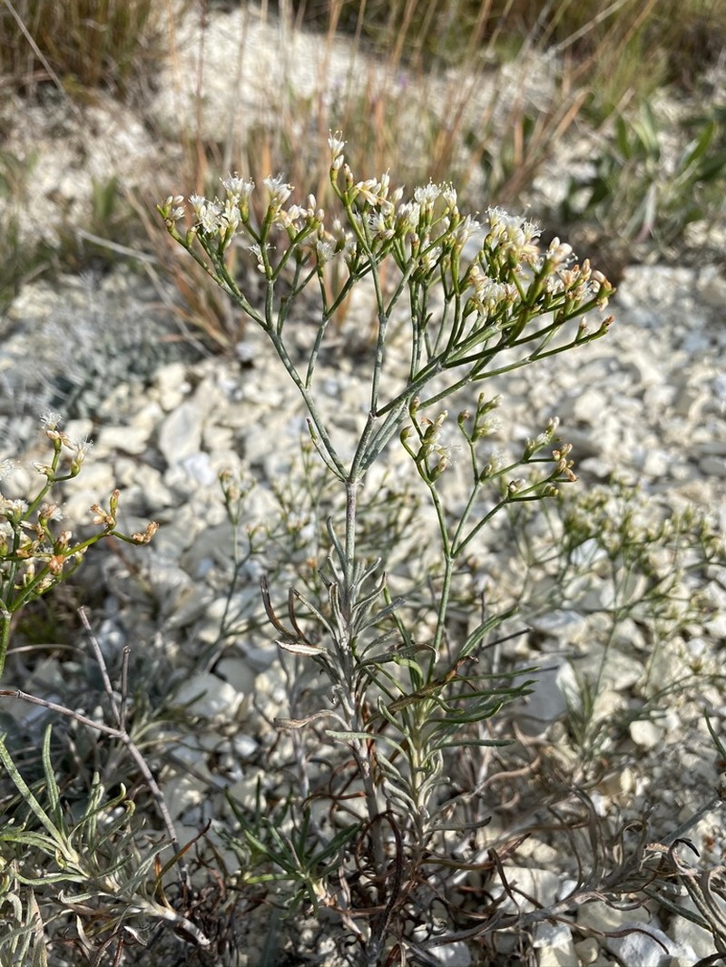 Spreading Buckwheat photo 6