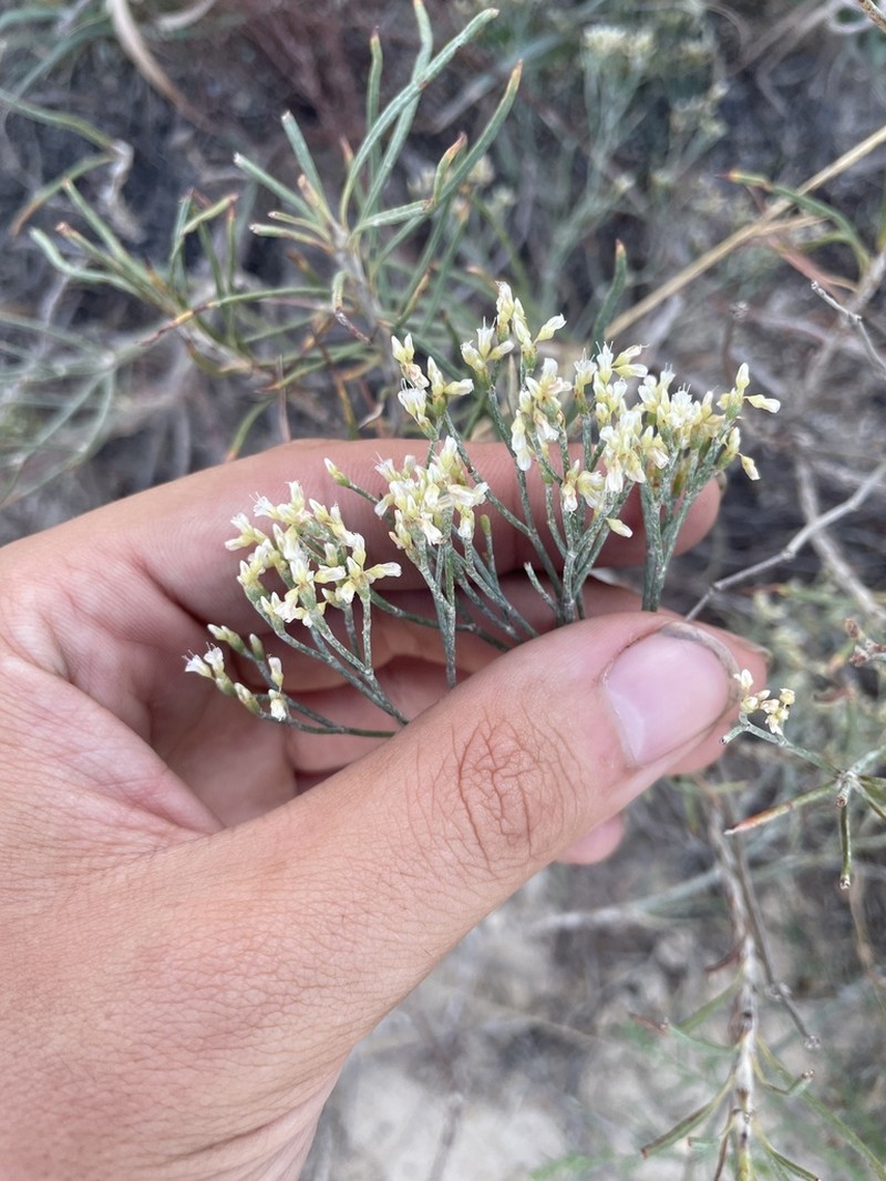 Spreading Buckwheat photo 7