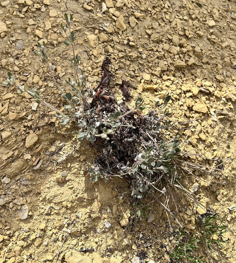 Spreading Buckwheat photo 8