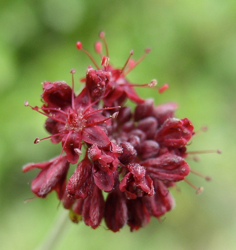 Chisos Mountain Buckwheat