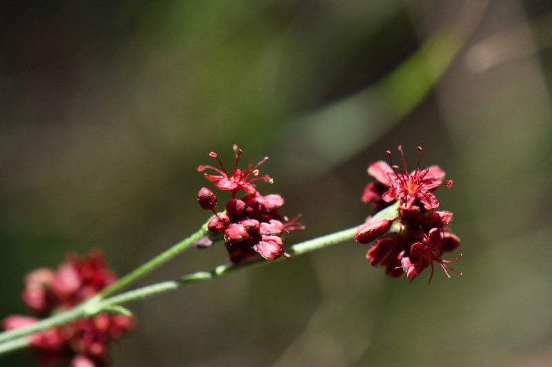Chisos Mountain Buckwheat photo 2