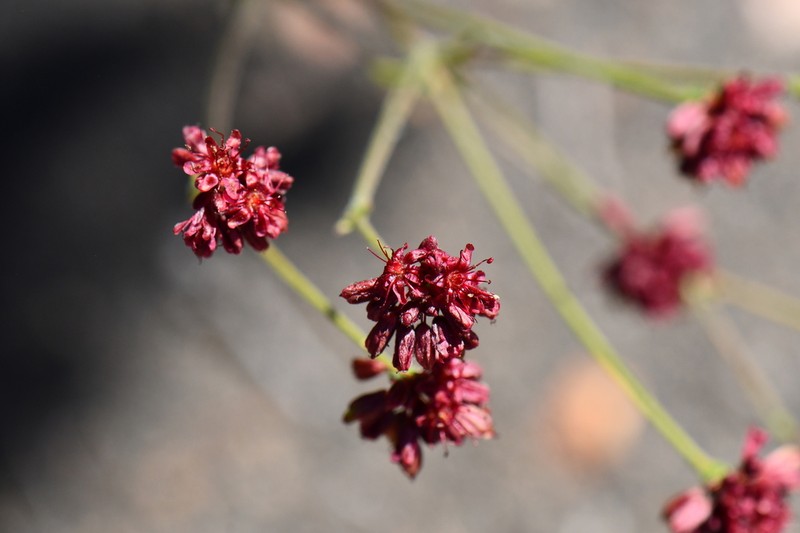 Chisos Mountain Buckwheat photo 3