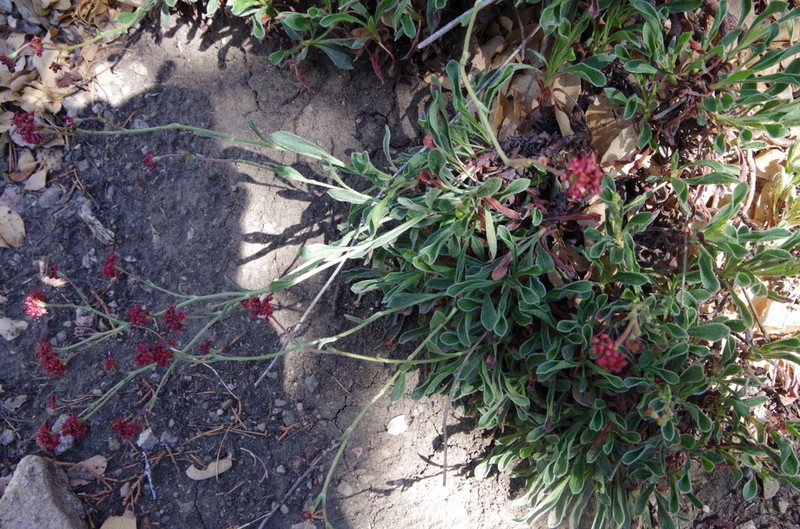 Chisos Mountain Buckwheat photo 5
