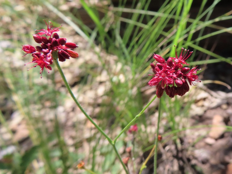 Chisos Mountain Buckwheat photo 6