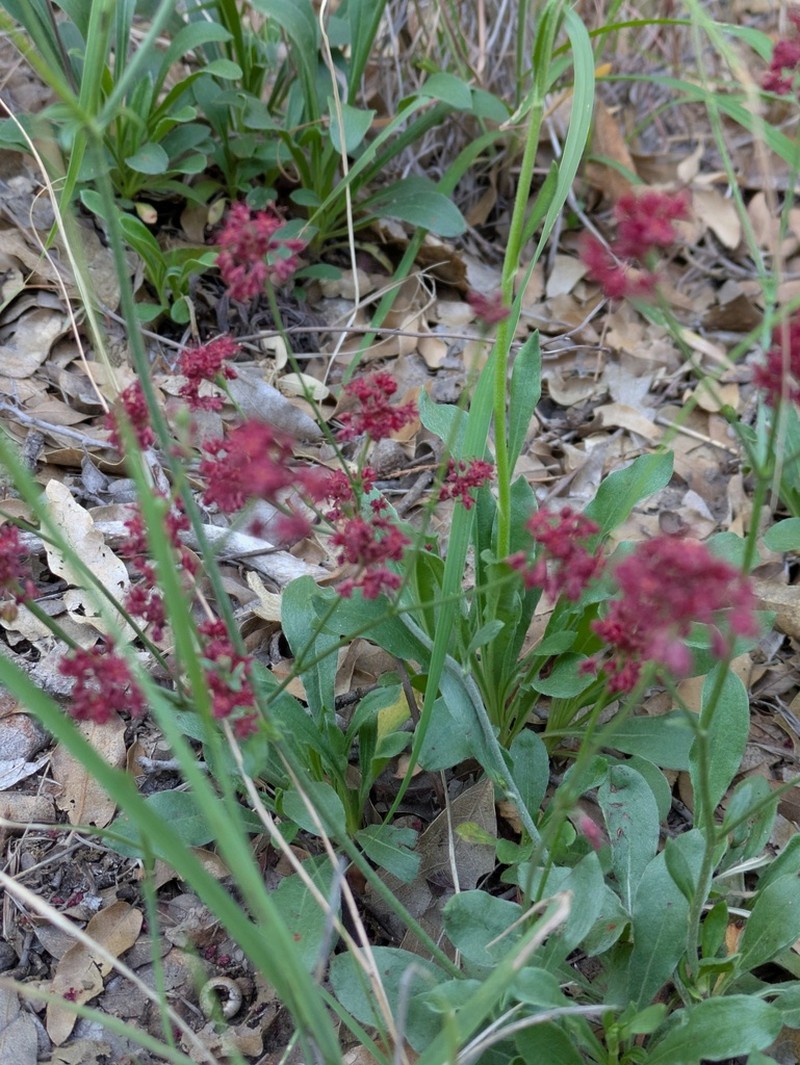 Chisos Mountain Buckwheat photo 7