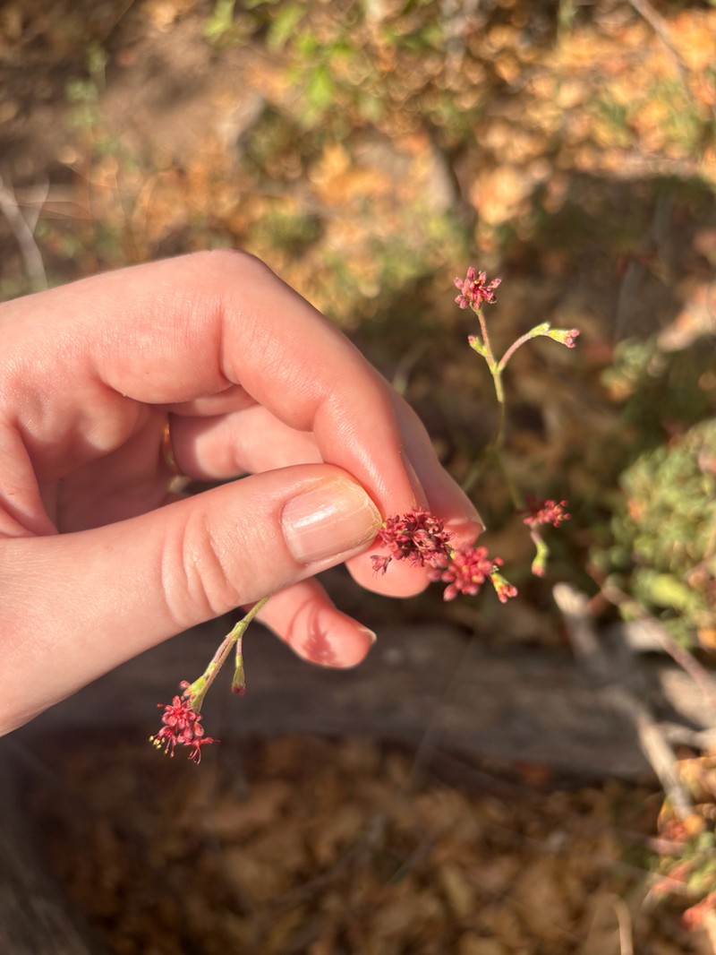 Chisos Mountain Buckwheat photo 8