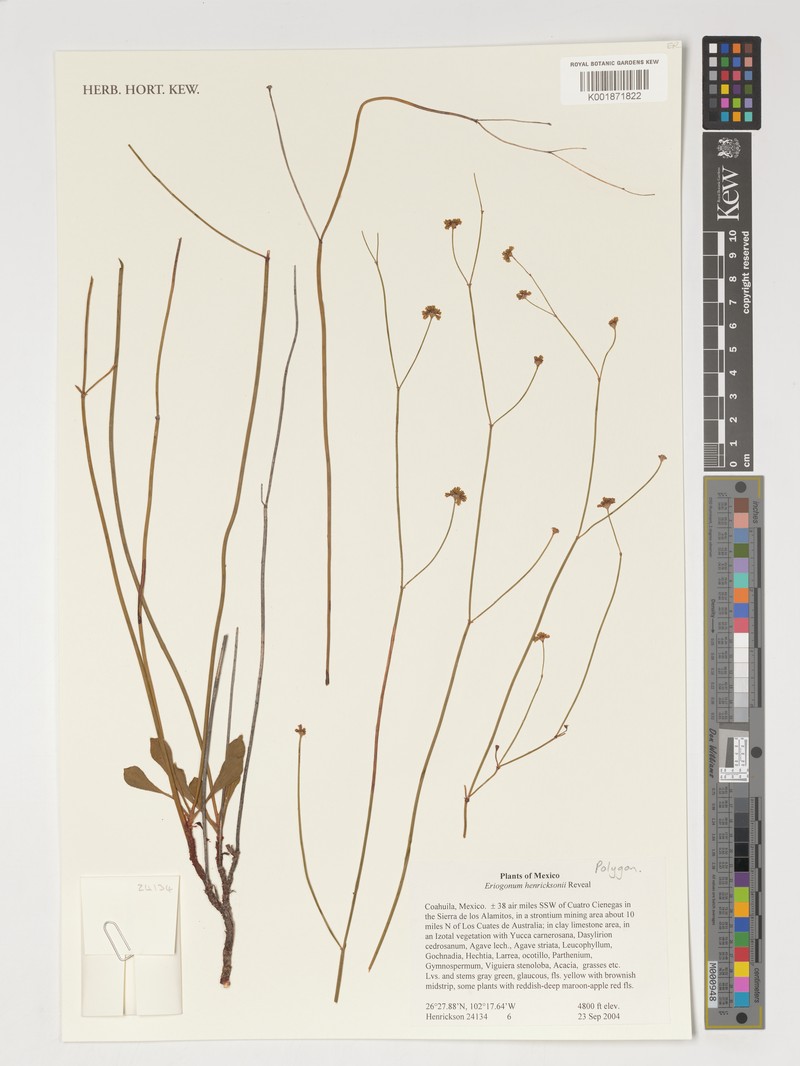 Eriogonum henricksonii