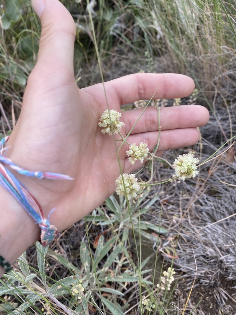 Parsnipflower Buckwheat