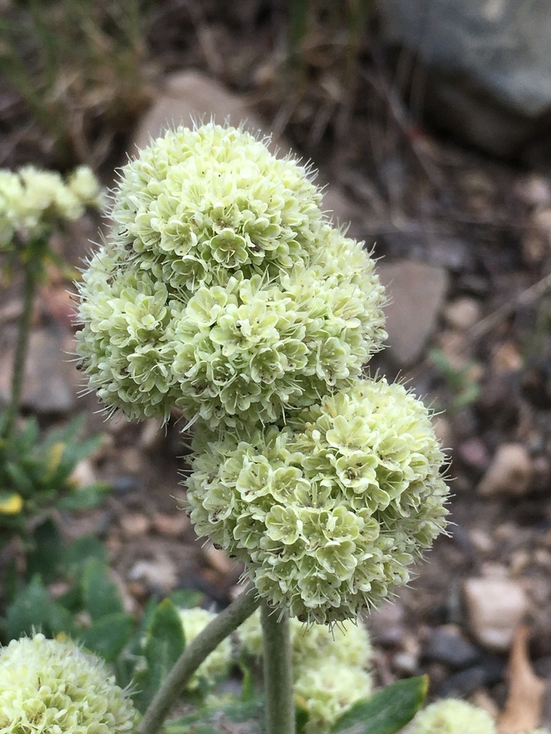 Parsnipflower Buckwheat photo 2