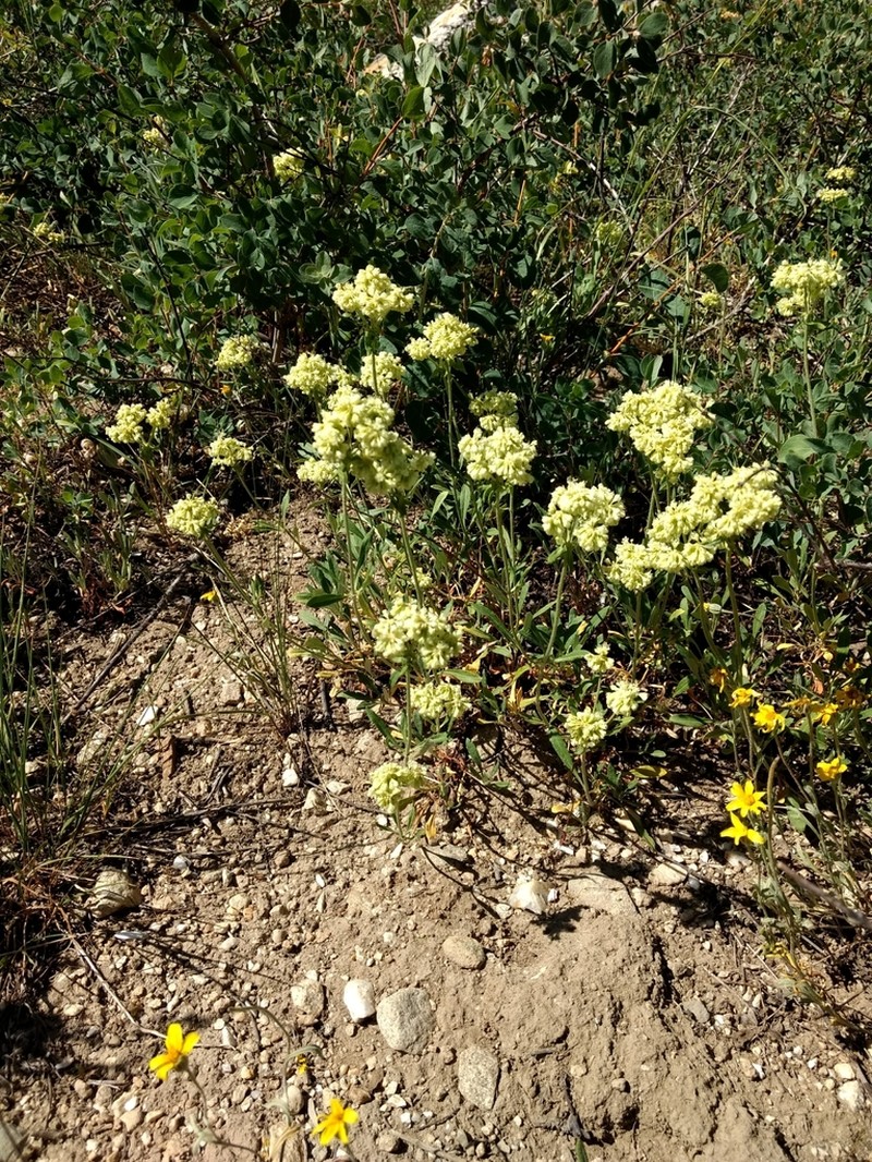 Parsnipflower Buckwheat photo 3