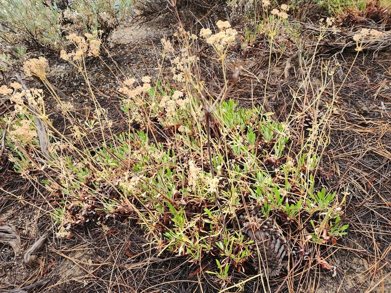 Parsnipflower Buckwheat photo 5