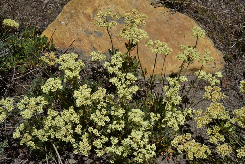 Parsnipflower Buckwheat photo 6