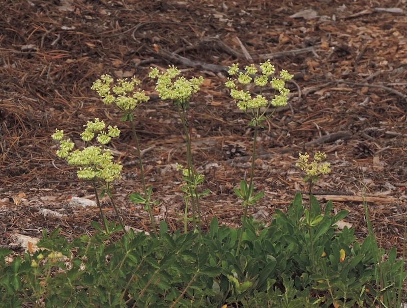Parsnipflower Buckwheat photo 7