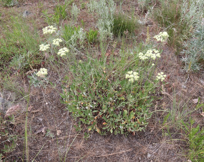 Parsnipflower Buckwheat photo 8
