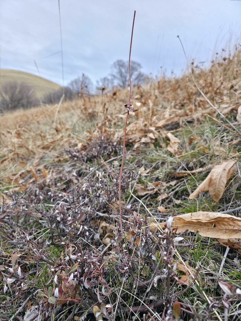 Eriogonum heracleoides var. heracleoides