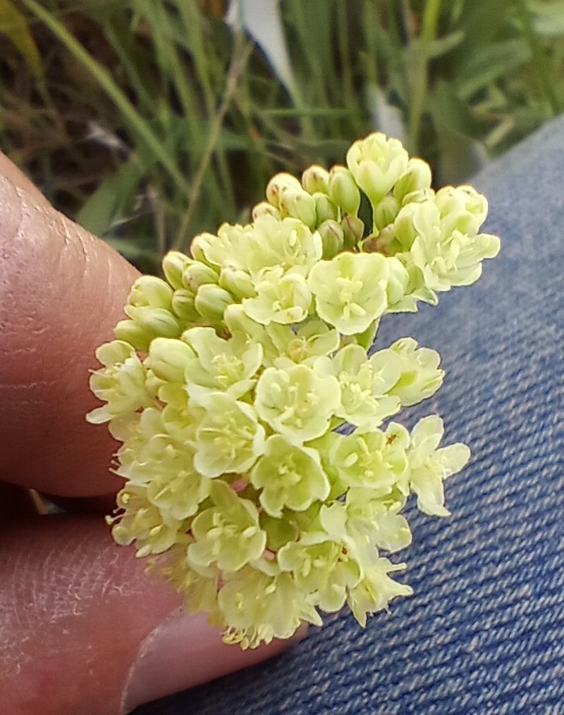 Eriogonum heracleoides var. heracleoides photo 2