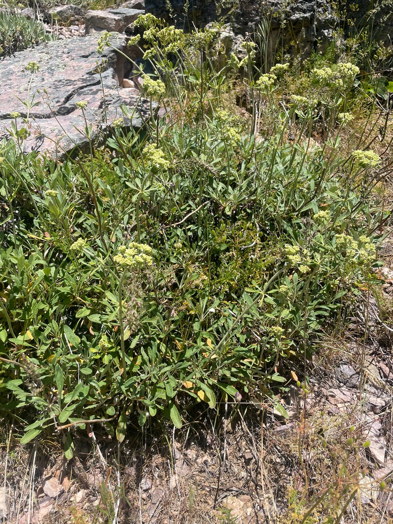 Eriogonum heracleoides var. heracleoides photo 3