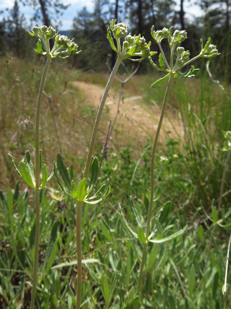 Eriogonum heracleoides var. heracleoides photo 4