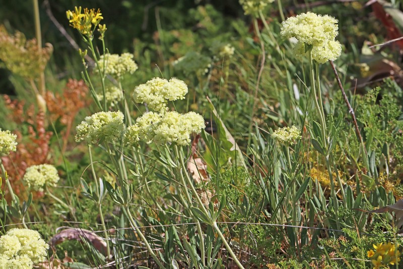 Eriogonum heracleoides var. heracleoides photo 5