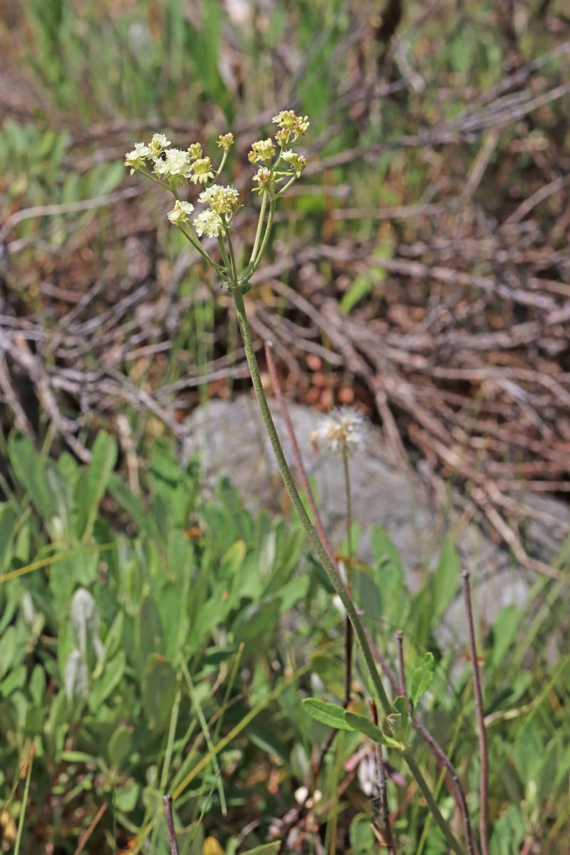 Eriogonum heracleoides var. heracleoides photo 6