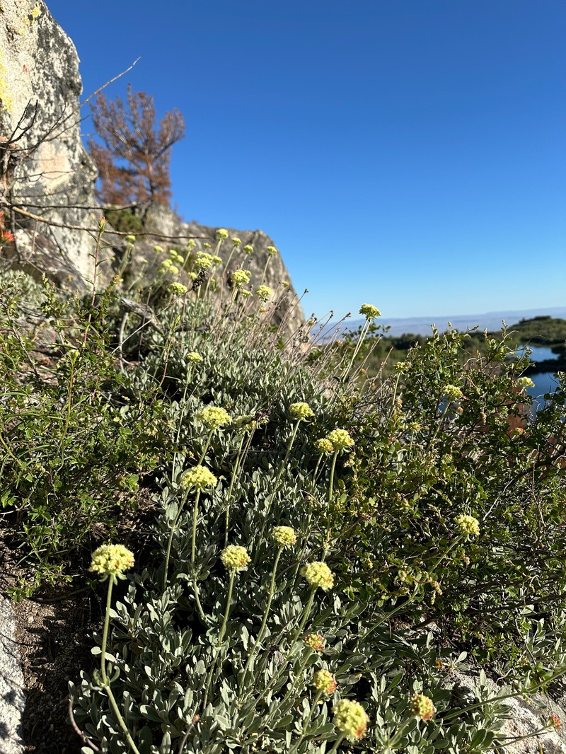 Eriogonum heracleoides var. heracleoides photo 7
