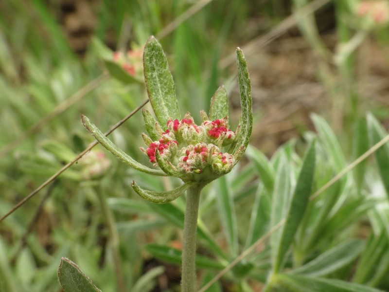 Eriogonum heracleoides var. leucophaeum
