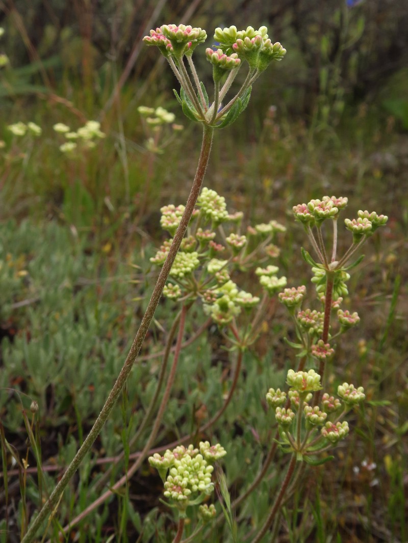 Eriogonum heracleoides var. leucophaeum photo 2