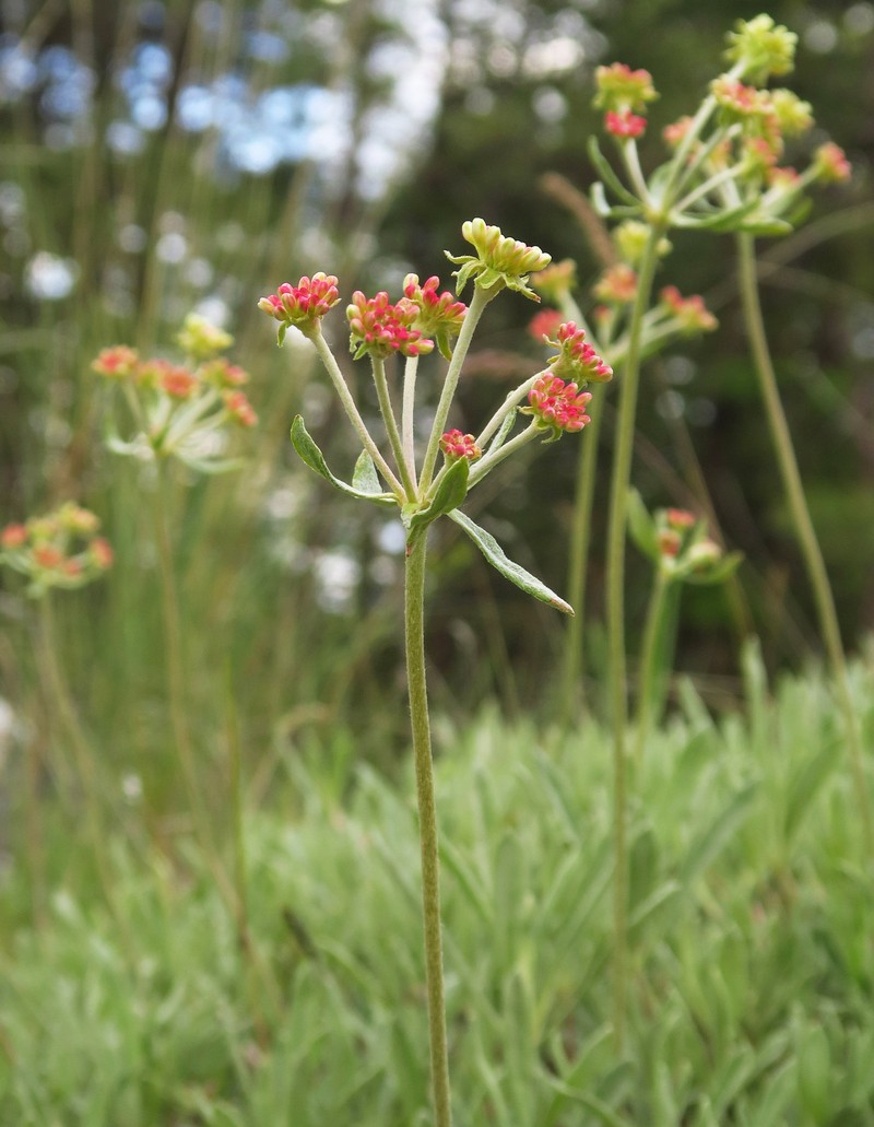 Eriogonum heracleoides var. leucophaeum photo 3