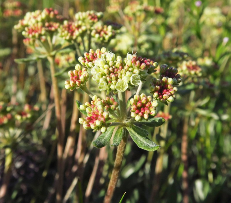 Eriogonum heracleoides var. leucophaeum photo 4