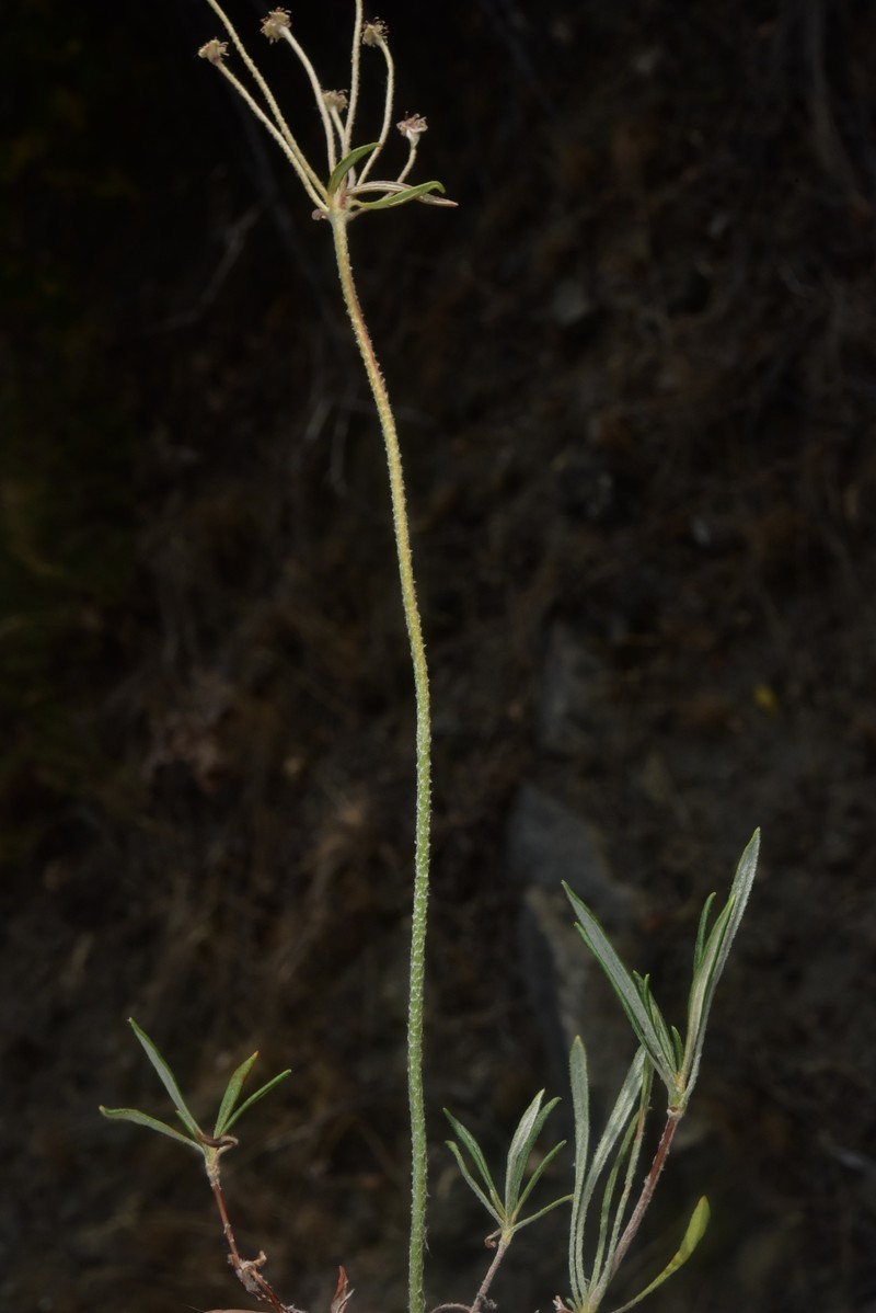 Eriogonum heracleoides var. leucophaeum photo 5