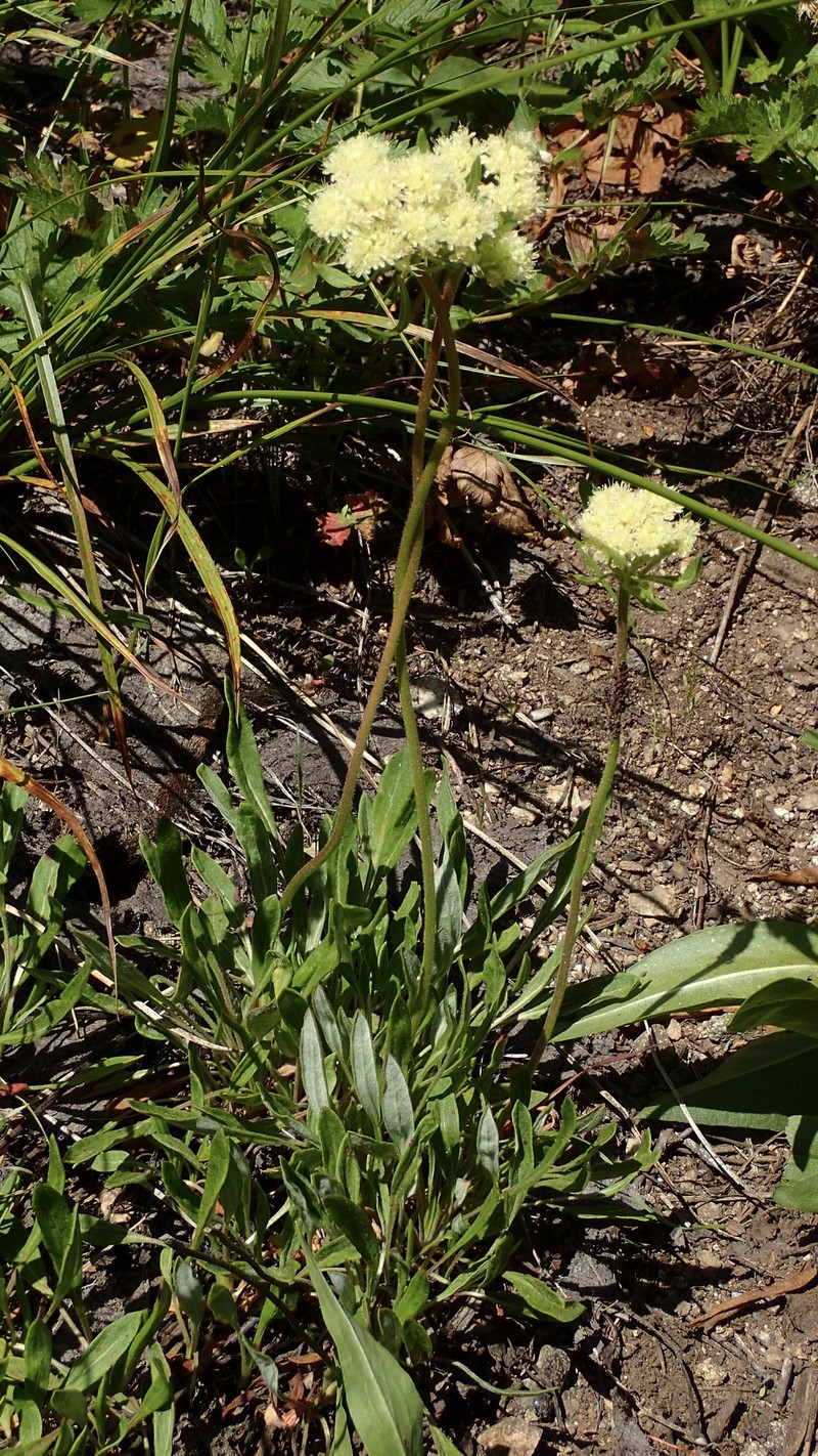 Eriogonum heracleoides var. leucophaeum photo 6