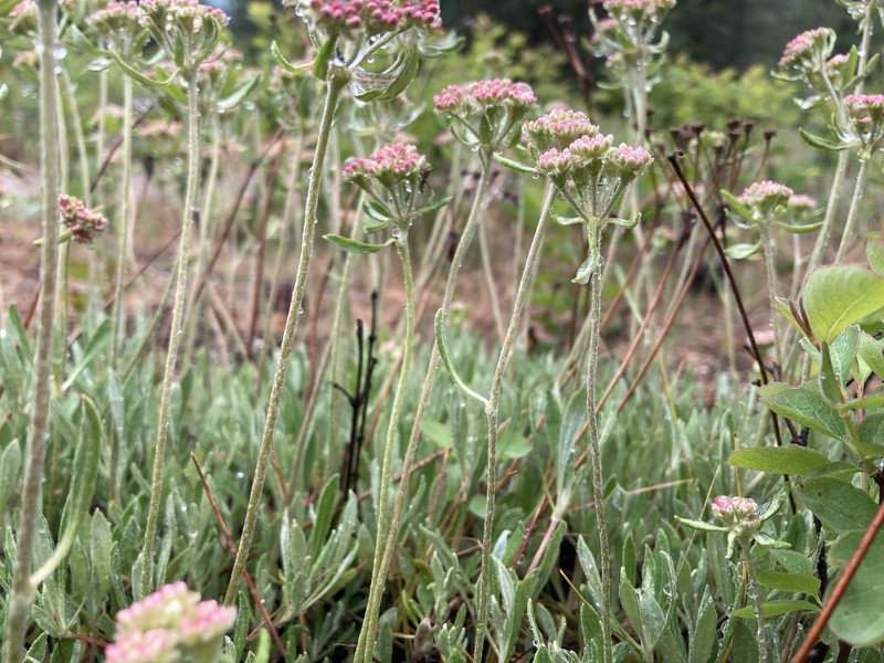 Eriogonum heracleoides var. leucophaeum photo 7