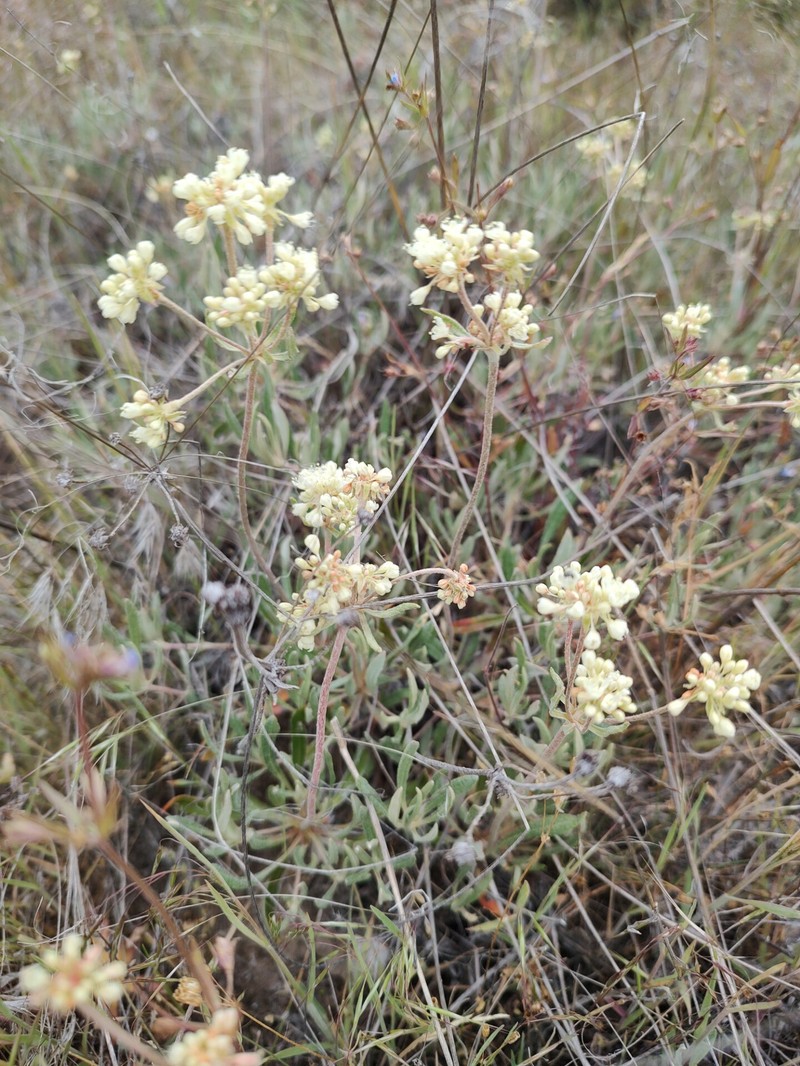Eriogonum heracleoides var. leucophaeum photo 8