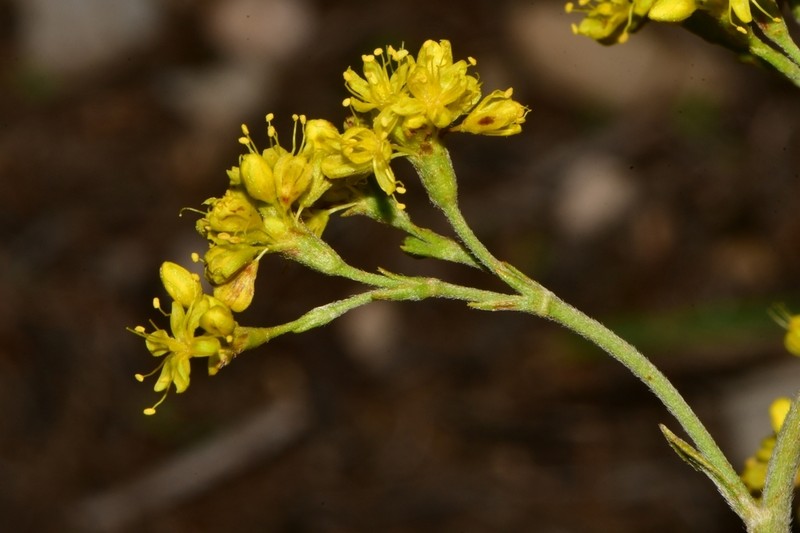 Hawkweed Buckwheat