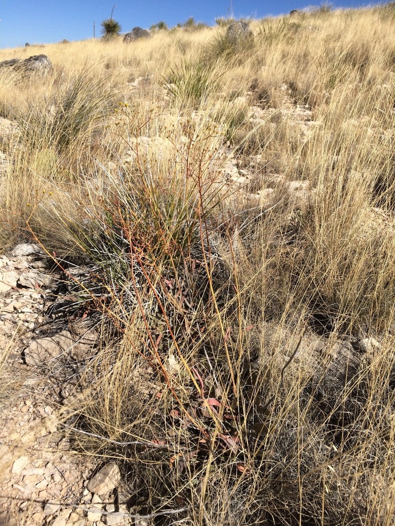 Hawkweed Buckwheat photo 2