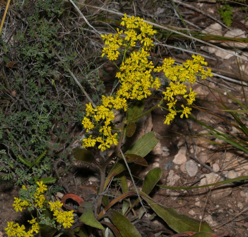 Hawkweed Buckwheat photo 3
