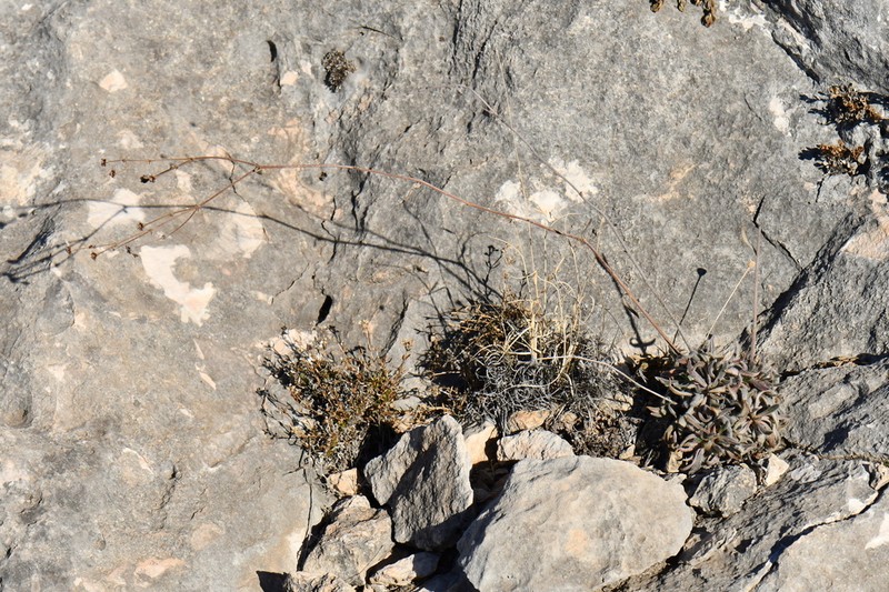Hawkweed Buckwheat photo 4