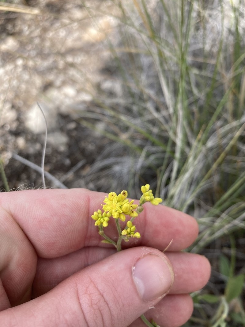Hawkweed Buckwheat photo 5