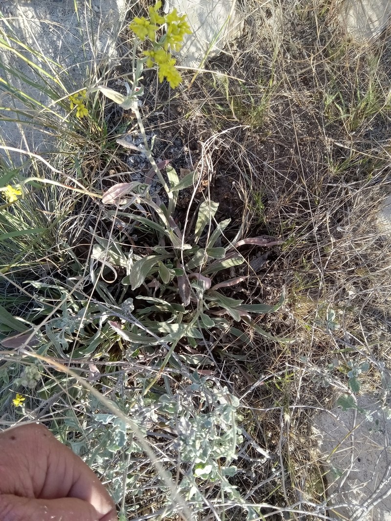 Hawkweed Buckwheat photo 6