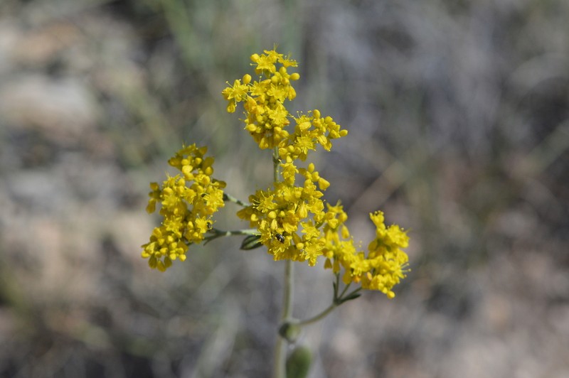 Hawkweed Buckwheat photo 7