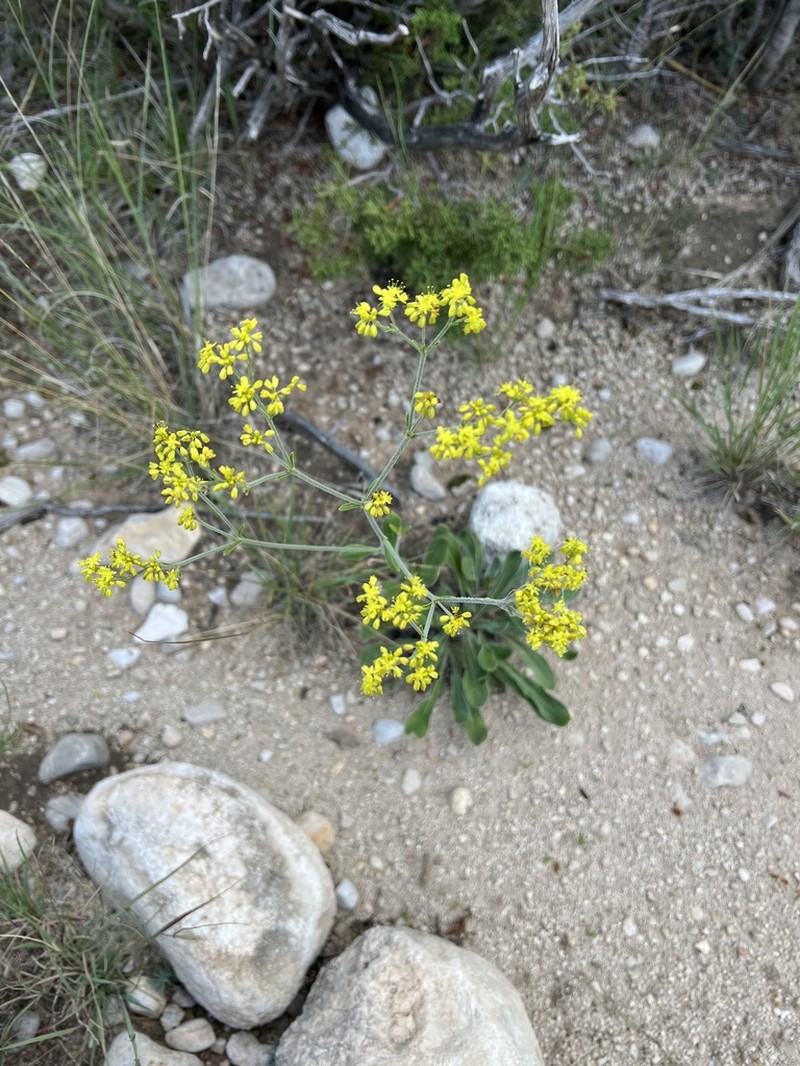 Hawkweed Buckwheat photo 8